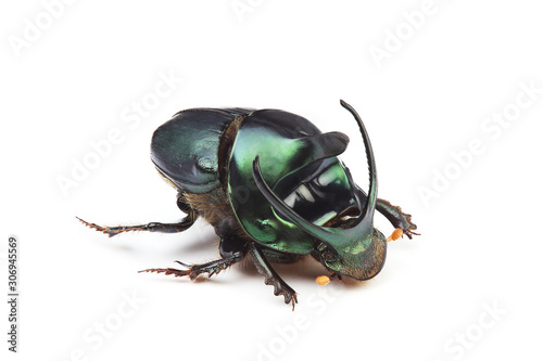 Male of dung beetle (Onthophagus mouhoti) isolated on white photo