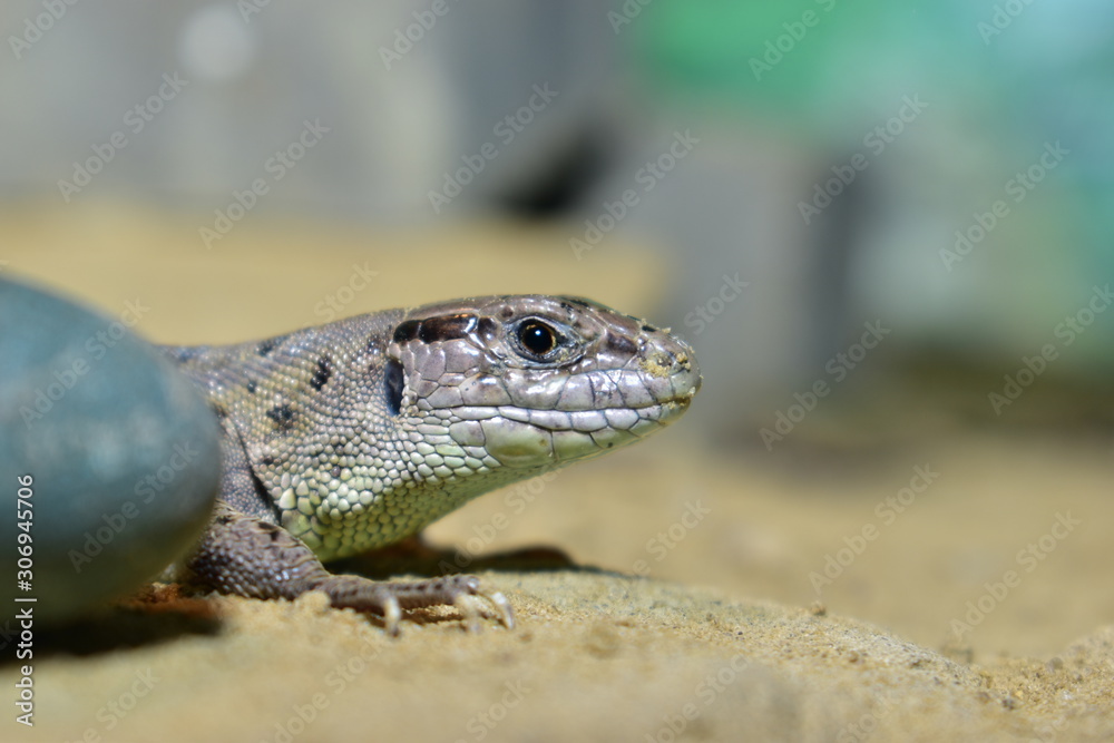 Fototapeta premium lizards live in a terrarium. sand lizard