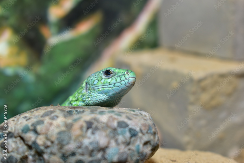 lizards live in a terrarium. sand lizard lizards live in a terrarium. sand lizard