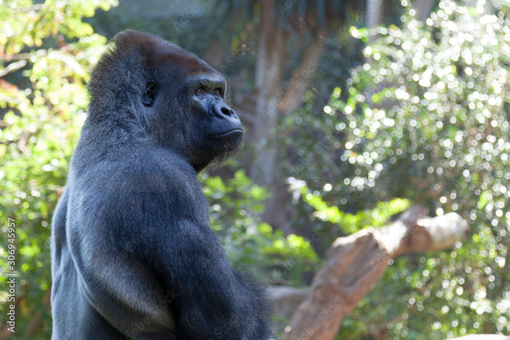 Obraz premium Male Gorilla