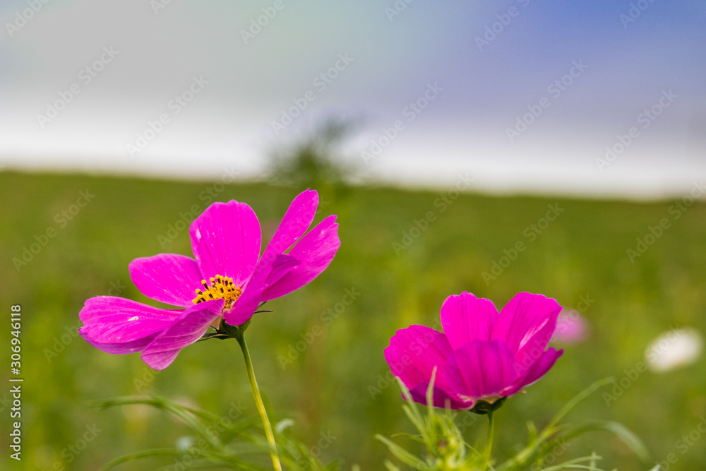 Fototapeta premium 江戸川土手のコスモス 千葉県松戸市 日本