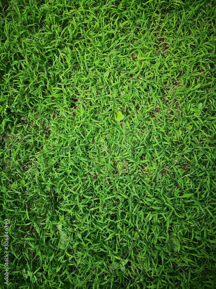Shoot green grass vertically Shoot green grass vertically