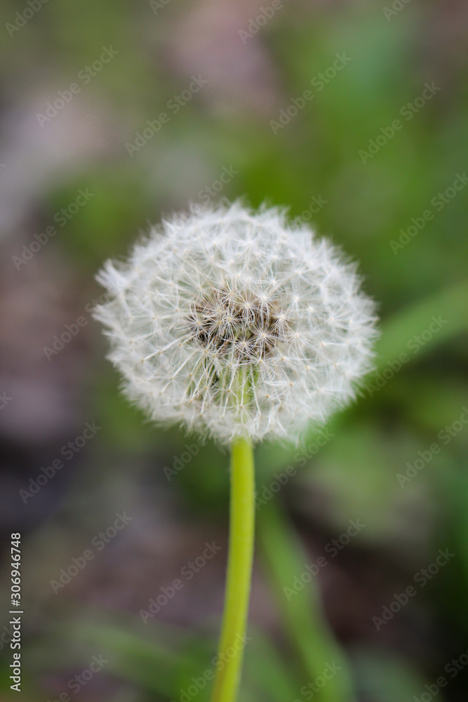ein verblühter Löwenzahn, zur Pusteblume entwickelt mit Samen ein verblühter Löwenzahn, zur Pusteblume entwickelt mit Samen