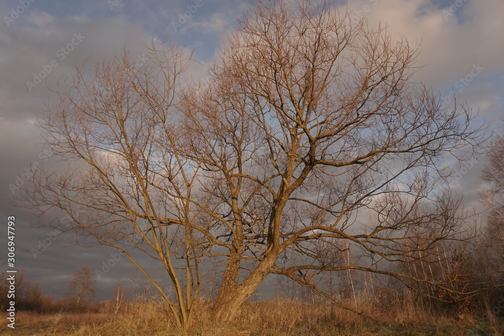 Autumn tree without leaves on a background of blue sky Autumn tree without leaves on a background of blue sky