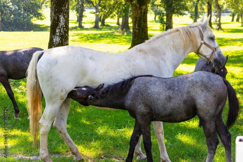 Vászonkép Lipizzan horse