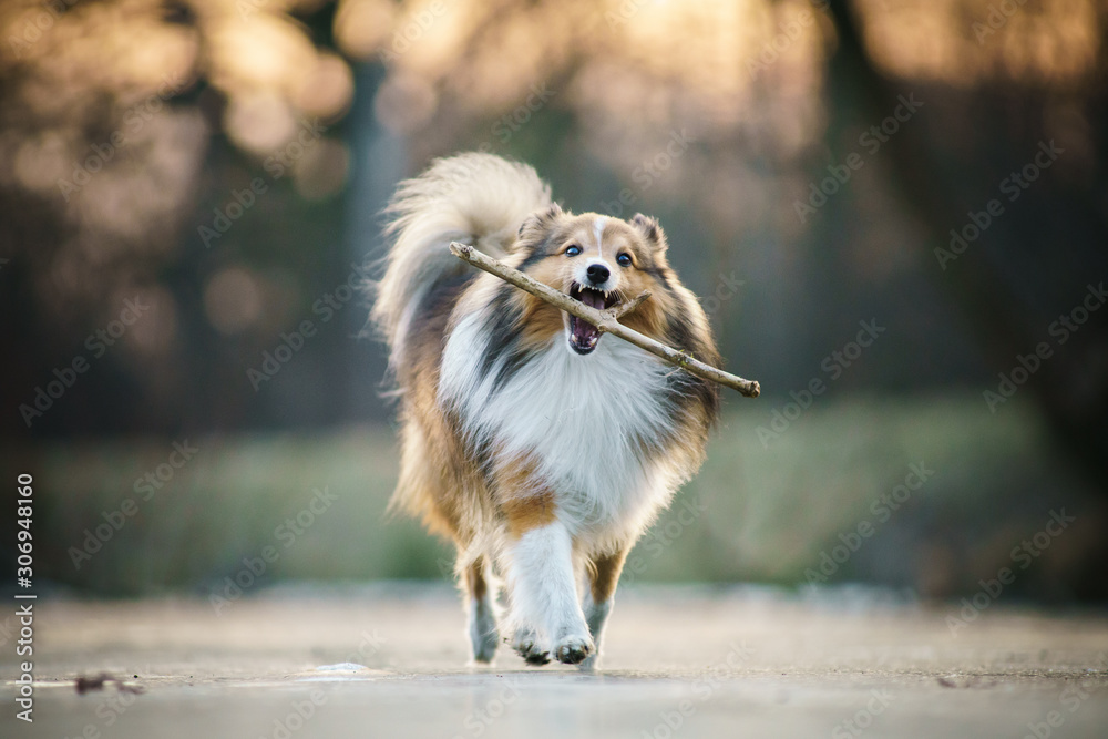 dog playing with stick