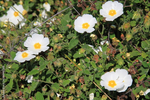 Cistus monspeliensis photo