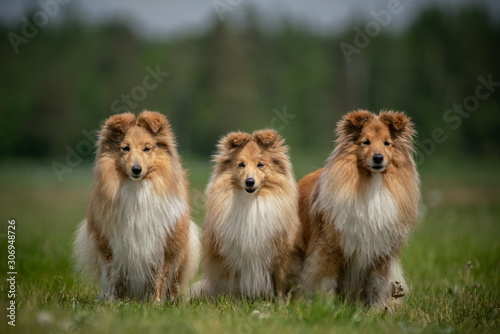 Portrait of three shetland sheepdogs