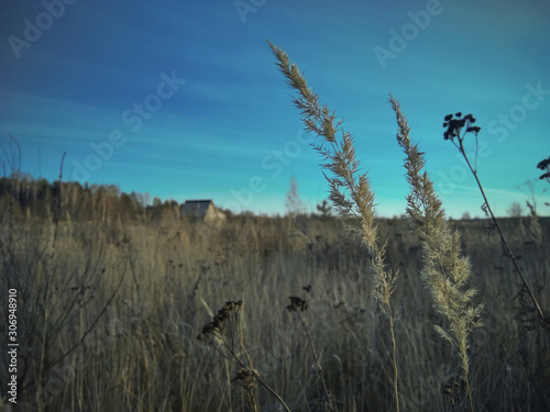 Two spikelets in the field against the background of a lonely hut and forest. Dried yellowed grass in late autumn. Dry grass in the countryside.