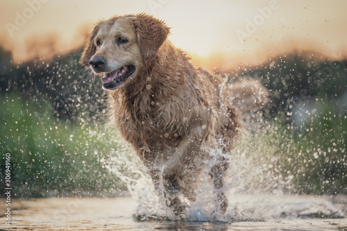 Dog running in the water