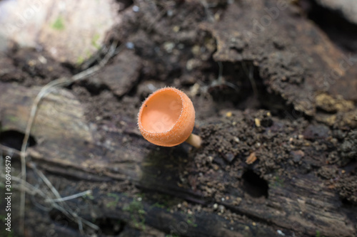 Mushroom Champagne/Mushroom orange fungi cup/ Red champagne mushroom on decay wood in the rain forest./