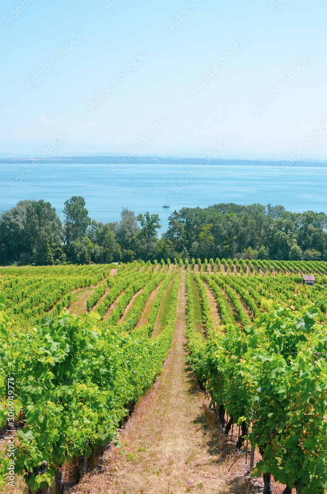 Rows of green vineyards on the hill above the Neuchatel Lake in Switzerland. Photographed on a sunny summer day. Swiss wine region. Winegrowing in Switzerland. Vertical photography