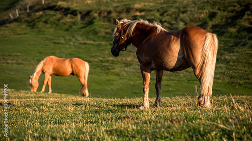 Beautiful horses grazing on a mountain meadow © Martin Erdniss