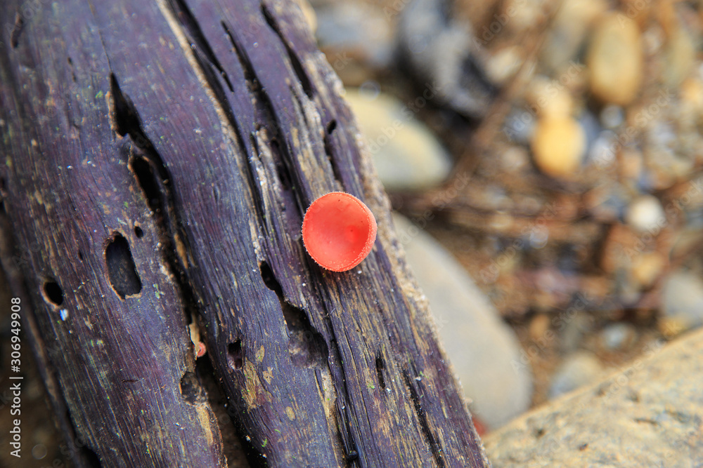 Mushroom Champagne/Mushroom orange fungi cup/ Red champagne mushroom on decay wood in the rain forest./ Mushroom Champagne/Mushroom orange fungi cup/ Red champagne mushroom on decay wood in the rain forest./