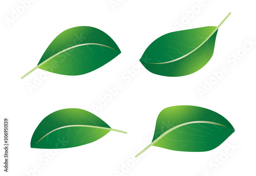Set of green leaves of different shapes on a white background. Element for your design.