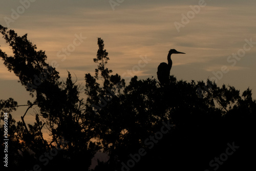 Great Blue Heron at Dawn, Oak Island, NC