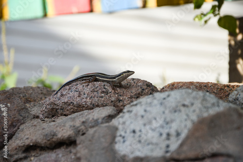 wall lizars sitting on the stone in the garden summer reptile 