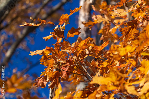 Autumn oak leaves change color against a brilliant blue November sky