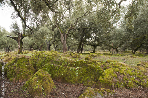 "Dehesa" is a particular type of forest that by the hand of man presents holm oaks and cork oaks with grass meadows for the use of livestock, present in the South and West of the Iberian Peninsula