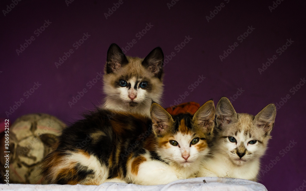 group of kittens brothers group of kittens brothers