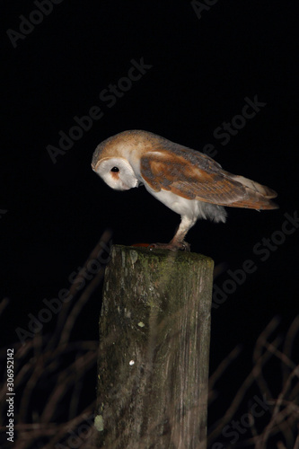 Adult Barn owl on a hawthorn fence at night, nocturnal raptors, owls, birds