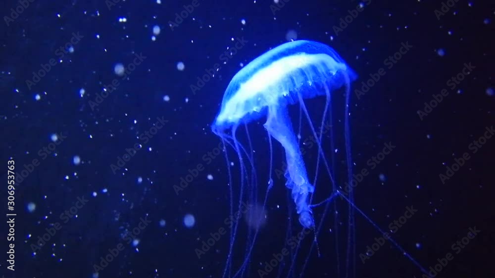 An ephyra grows to jellyfish which looks like a larger one is called
