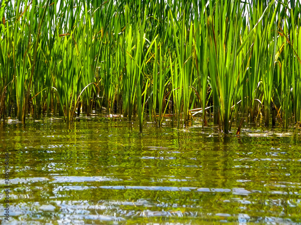 Close up of typha plant in lake water. Close up of typha plant in lake water.