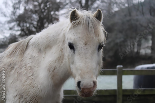 Grey white Welsh pony horse in snow