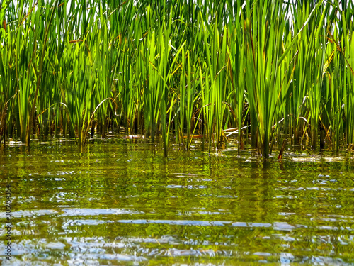 Close up of typha plant in lake water.