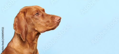 Cute hungarian vizsla puppy side view studio portrait. Dog looking to the side headshot over blue background banner.