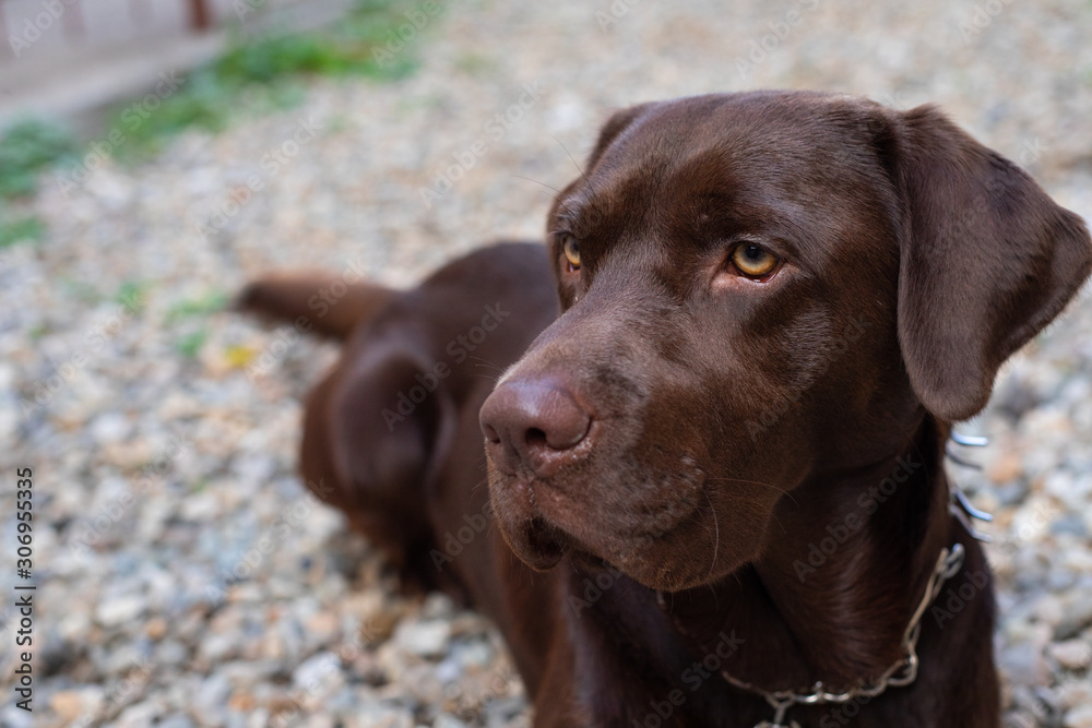 Anxious dog