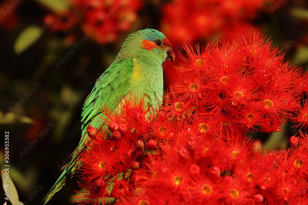Obraz premium musk lorikeet
