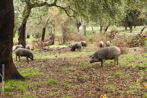 In the Andalusian pasture of cork oaks and holm oaks, Iberian pigs graze and eat acorns freely during the montanera months from November to February