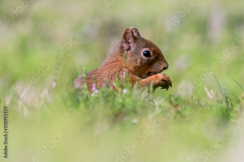 Red Squirrel (Sciurus vulgaris) eating a nut whilst sitting in heather, Scottish Highlands