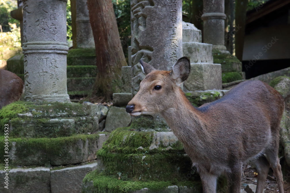 Nara Park in Nara Prefecture, Japan and the scenery of deer living in the park Nara Park in Nara Prefecture, Japan and the scenery of deer living in the park