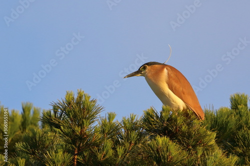 nankeen night heron photo