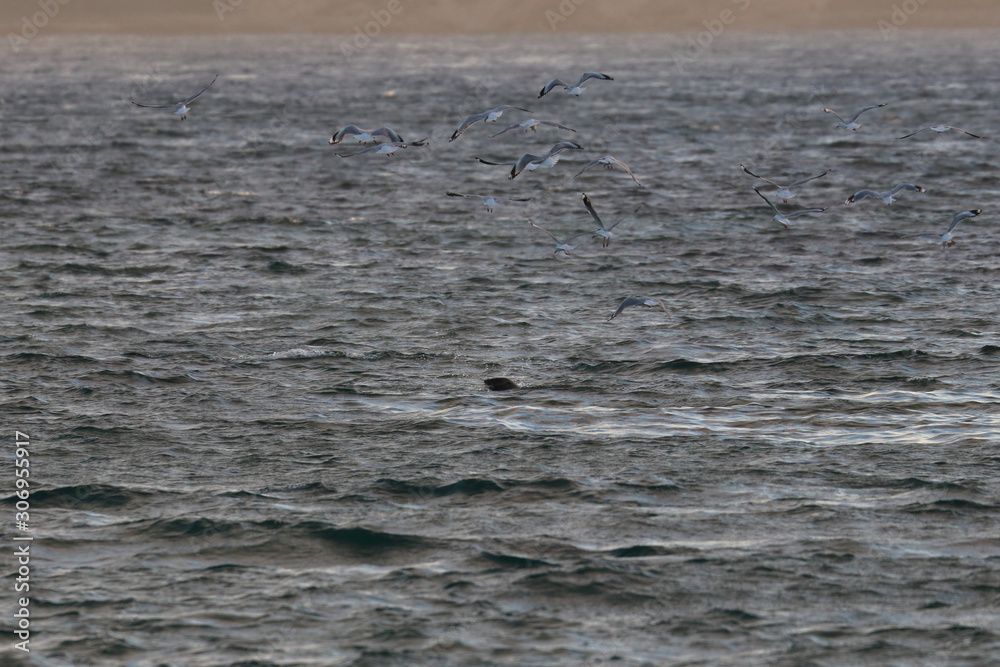 gulls gulls
