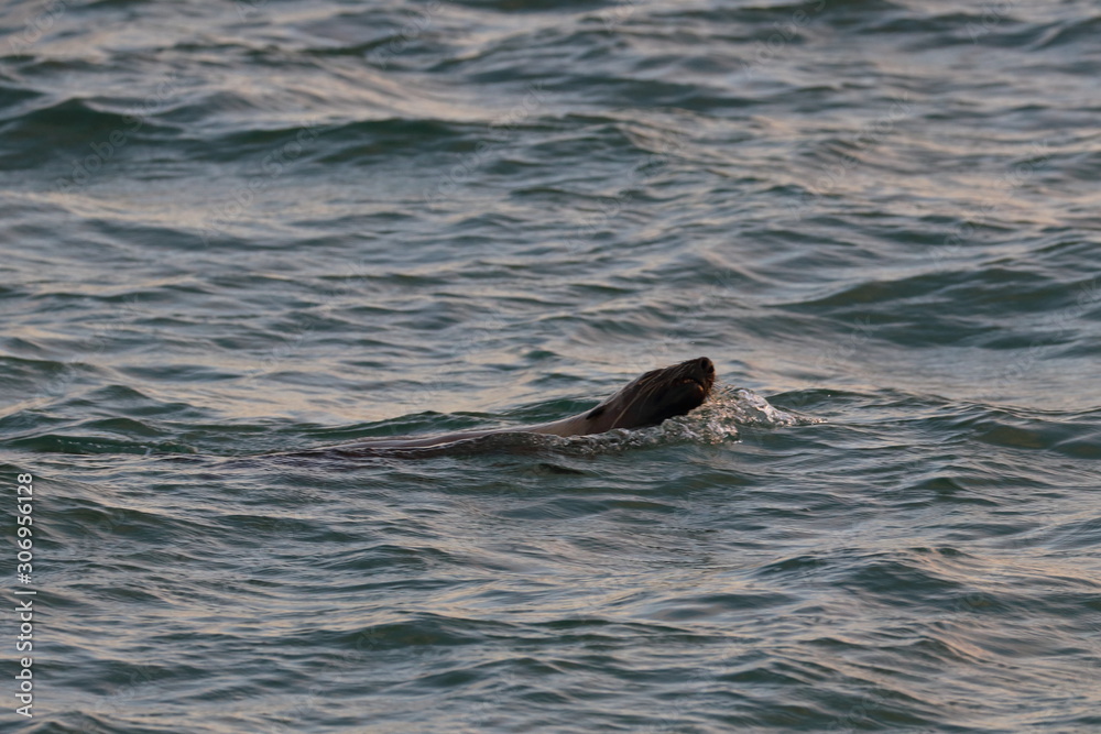 Fototapeta premium australian fur seal