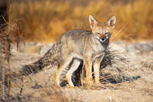 Fototapeta Naklejka Na Ścianę i Meble -  Culpeo fox walked through the Atacama desert