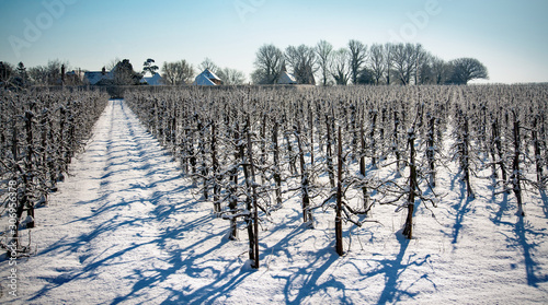 Apple orchards in snow, Kent, England