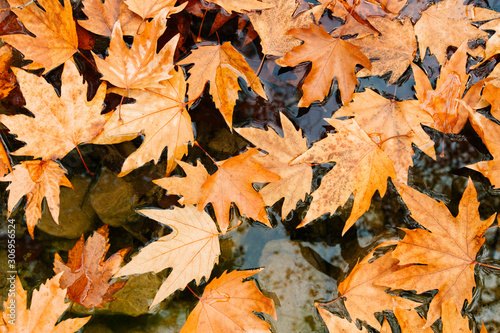 plane tree leaves