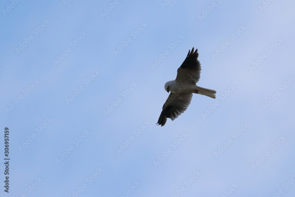 black shouldered kite black shouldered kite