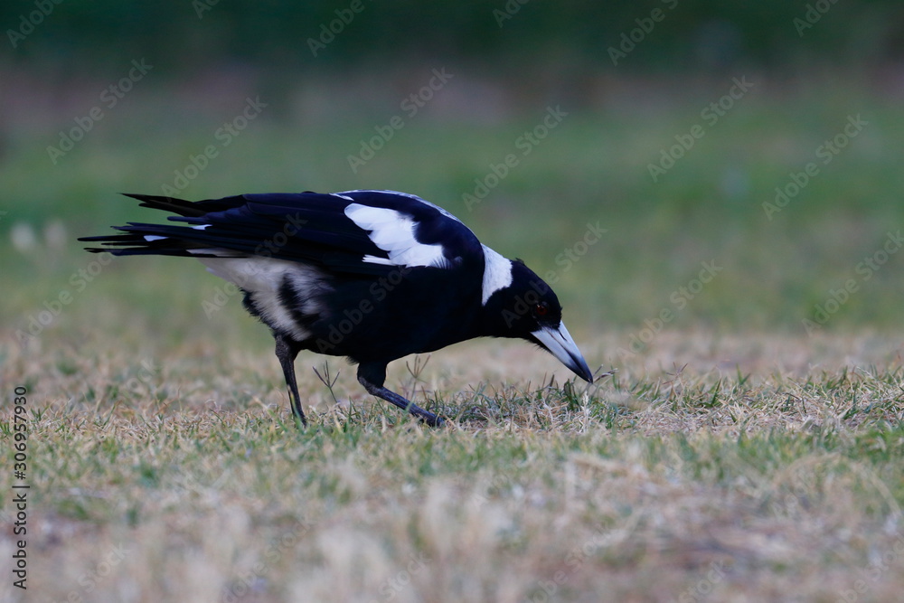 Obraz premium australian magpie