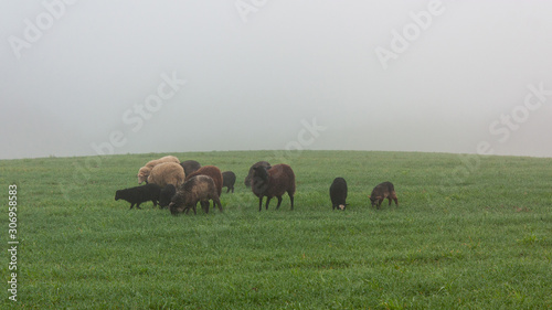 Fototapeta Naklejka Na Ścianę i Meble -  Autumn landscape with sheep grazing on a foggy field.