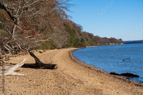 Scenic coastal landscape with driftwood, stones and trees by the beach. Peaceful nature scene Potomac coastline scenery in Maryland in the autumn/fall.