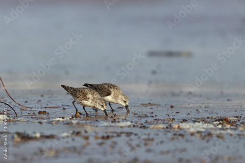 red necked stint © Thomas