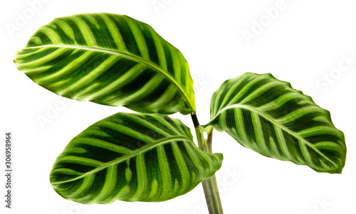 Philodendron leaf tropical isolated on white background.
