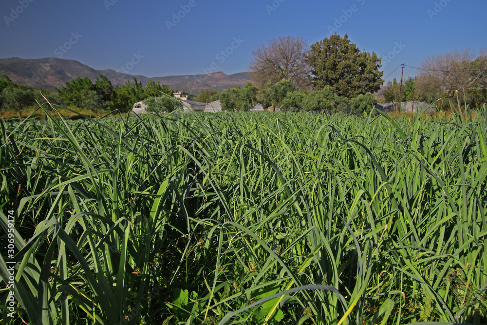 Fresh leeks in the field Fresh leeks in the field