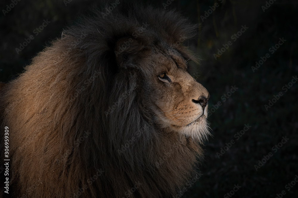 Close up portrait of the head of a lion. It is in the shadows and is lit by the rays from the sun creating a beautiful lighting effect