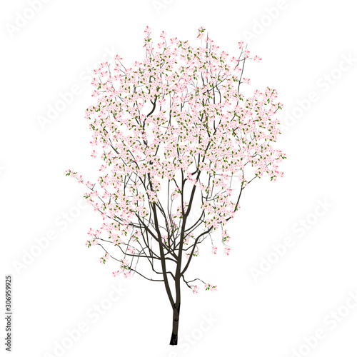 Small tree with pink flowers and small leaves